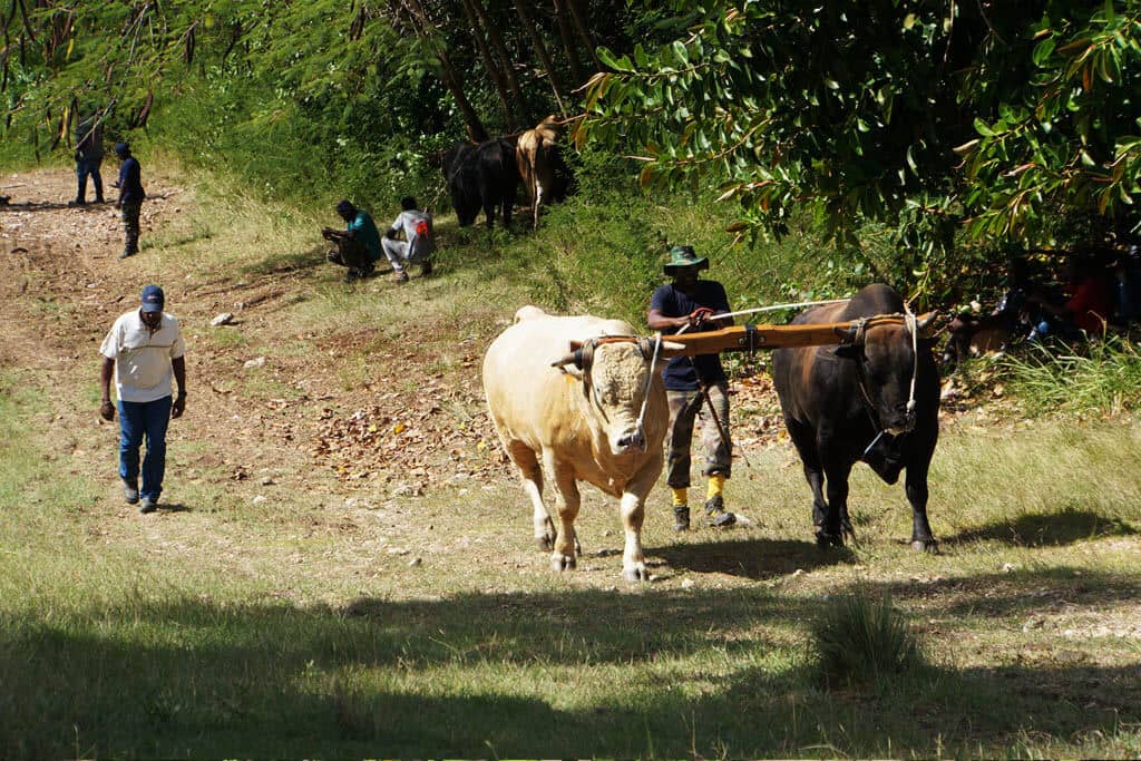 Ox cart in the fields