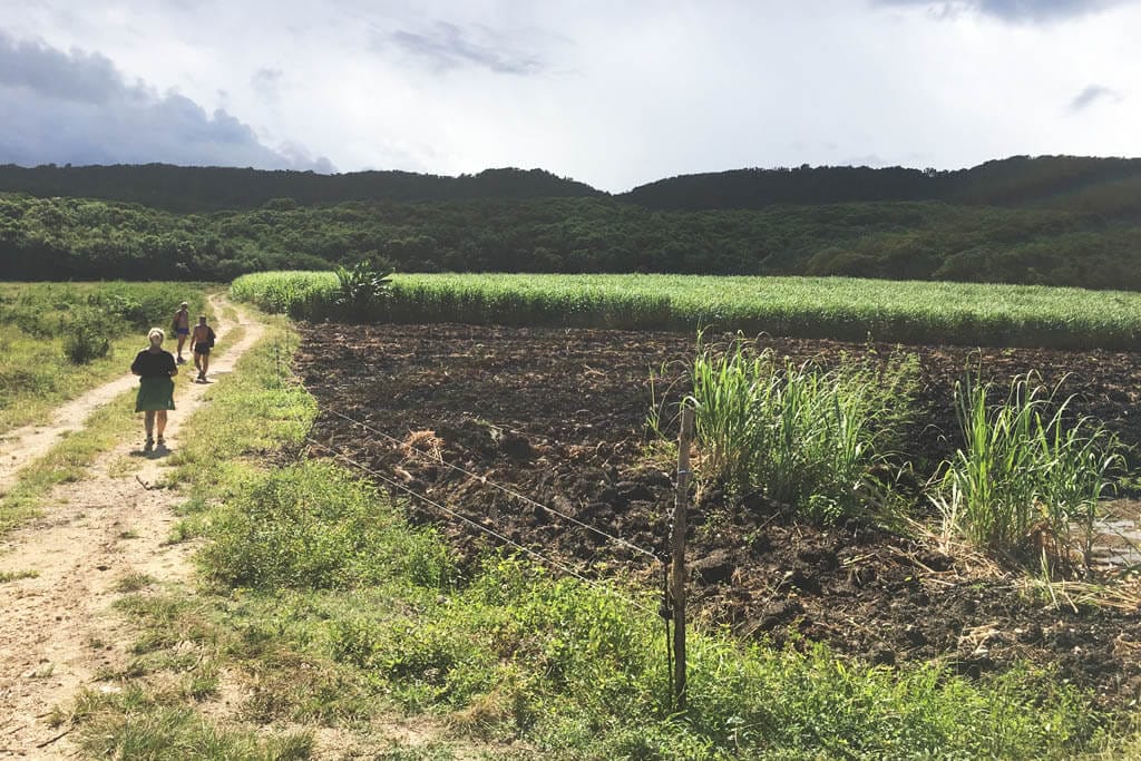 Dirt track running alongside a sugarcane field, with three walkers and wooded hills on the horizon