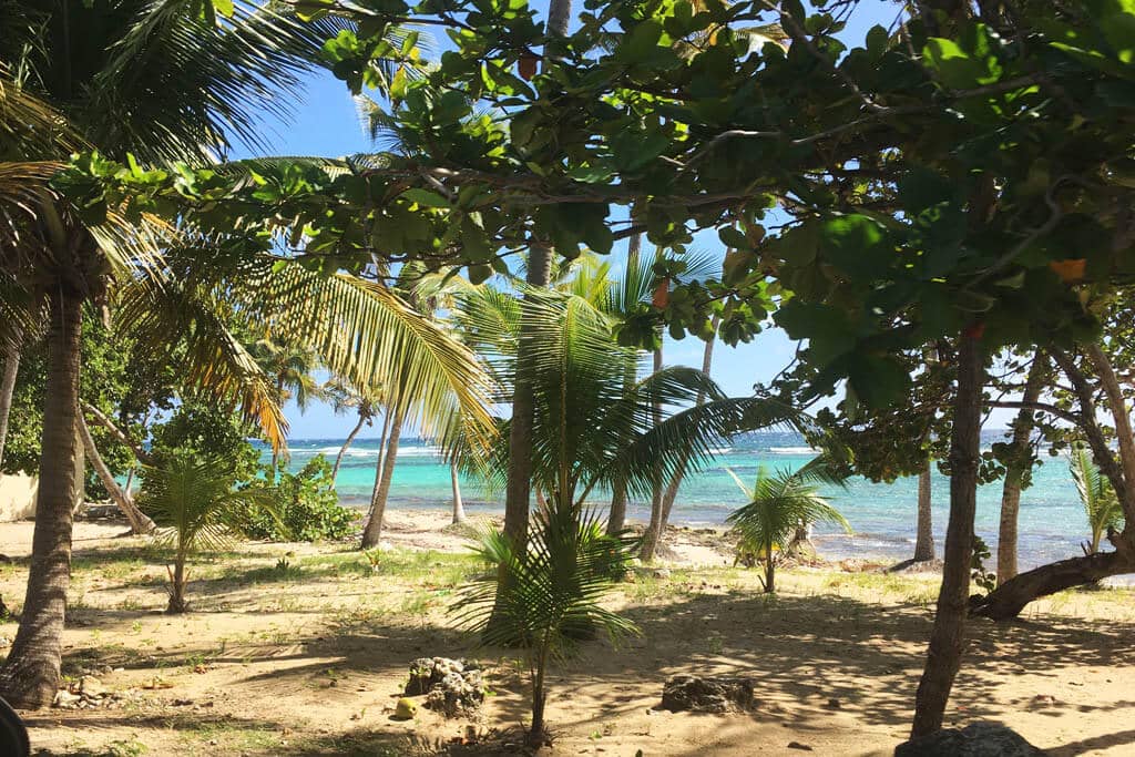 Coconut palms and sea grape trees opening onto a beach and a turquoise lagoon