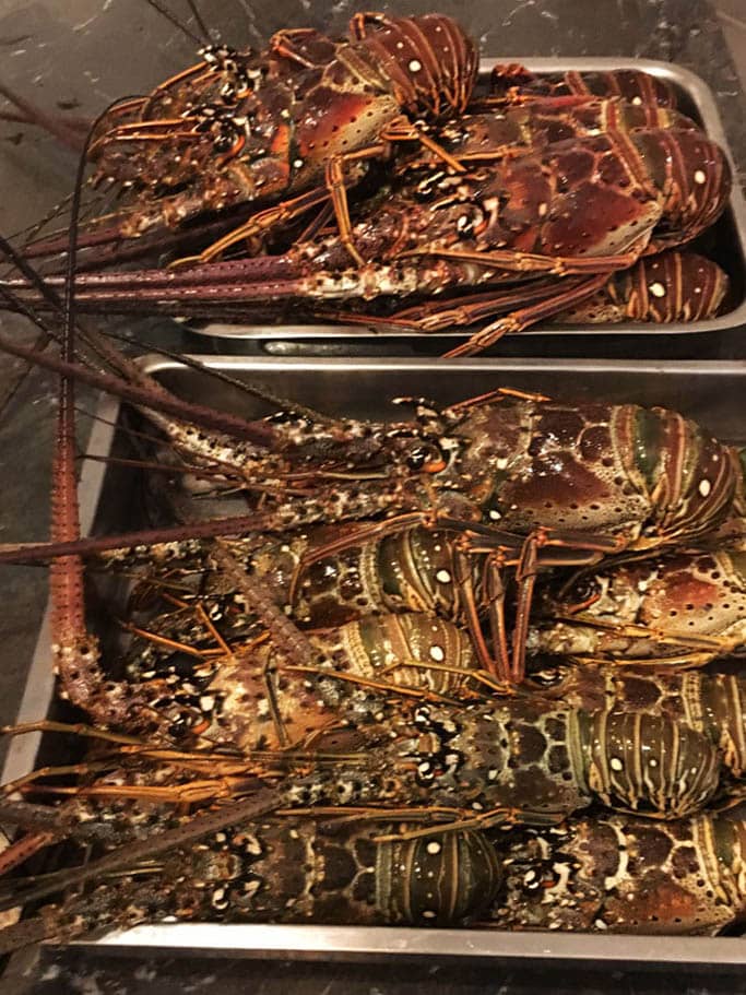Des langoustes fraîches, prêtes pour le gril