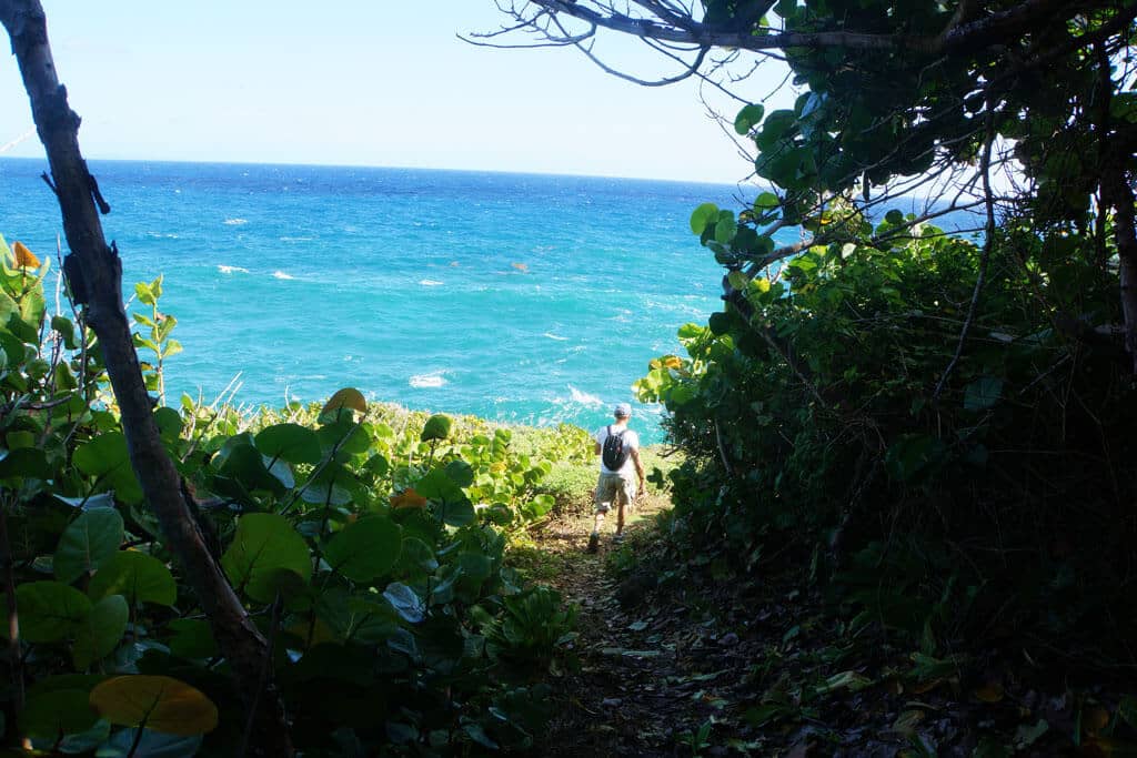 Hiker walking down to the sea along a trail lined with sea grape trees